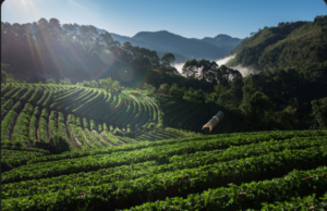 15 Businesses You Can Start in Kericho With Less Than 80K (2026)